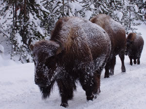Bison in winter