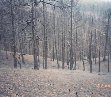 Schoonover Fire, Colorado 2003
