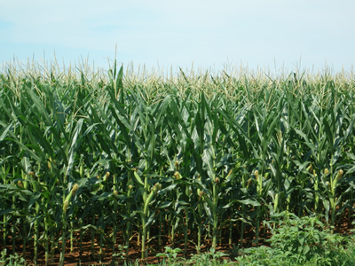 Corn Crop