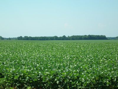Soybean Field