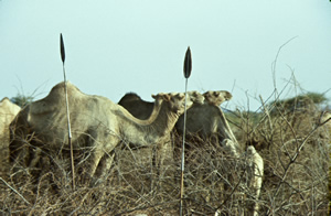 Camels