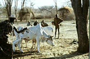 African Cows