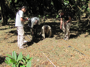 African field research