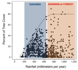 Savanna Cover vs Rainfall graph