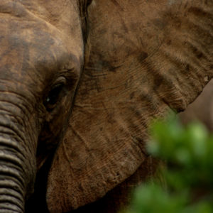 Close up of elephant trunk and ears