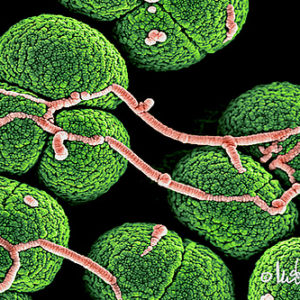 Soil bacteria