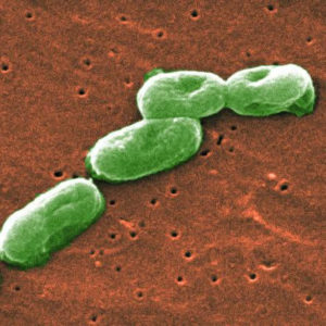 Picture of soil microbe