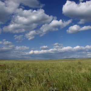 Wyoming grassland