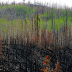 High Park Fire burn area