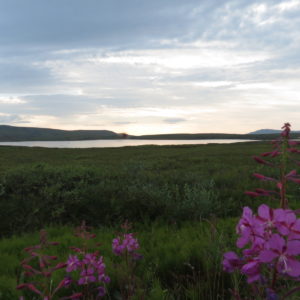Toolik tundra with flowers in the foreground