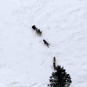 Druid pack of wolves