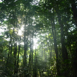 Dense Pentaclethra forest at La Selva Biological Station, Costa Rica