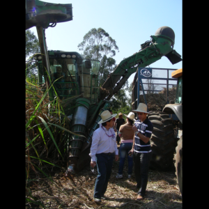 Sugarcane harvester