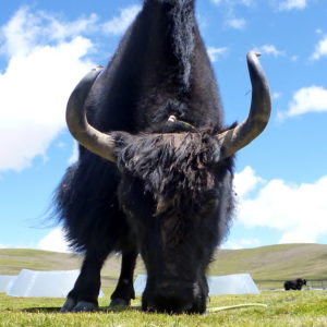Yak grazing on Tibetan steppes