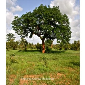 Large tree in the savanna
