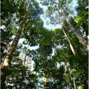 Dense forest canopy in Costa Rica
