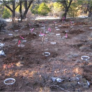 sample collar locations at field site