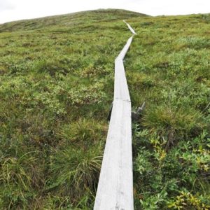 Trail through Arctic Tundra at Toolik Lake Field Station, AK