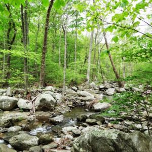 Rocky creek flowing through forest