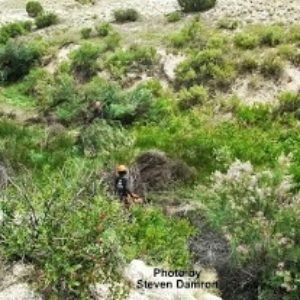 high desert vegetation patch