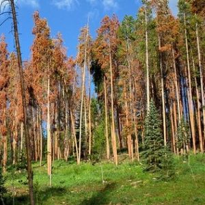 lodgepole beetle kill