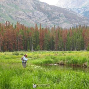 Fly fishing in stream at beetle kill site