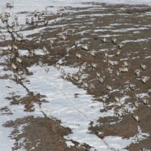 Reindeer herd from above