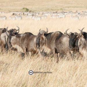 wildebeest herd with zebras in background on African savanna