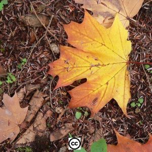 Golden maple leave on ground