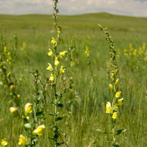 Dalmatian toadflax, Linaria dalmatica