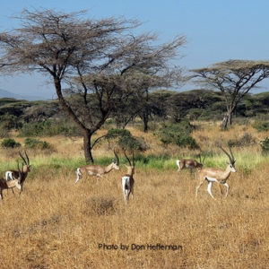 Gazelles