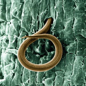 Root Nematode