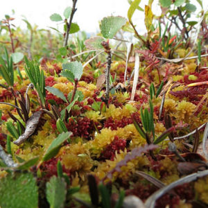 arctic tundra for EcoPress