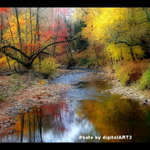 Stream with fall leaves on trees