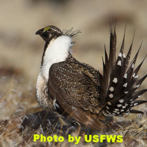 Sage-grouse presenting