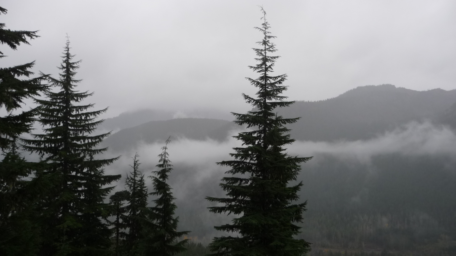 November in Washington is gray and rainy.  This scene is from Mount Rainier National Park.