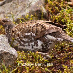 White-tailed Ptarmagin