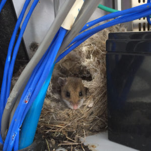 Mouse chewing datalogger box at the Prairie Heating and CO2 Enrichment (PHACE) site near Cheyenne, WY.