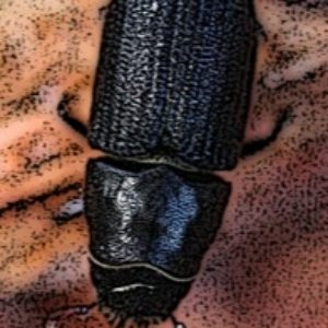 Mtn Pine Beetle closeup