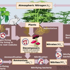 diagram of Nitrogen Cycle