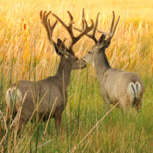 Mule Deer Photo USFWS