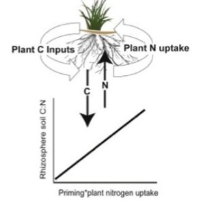 Diagram of C to N ratios