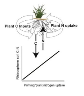 Diagram of C to N ratios