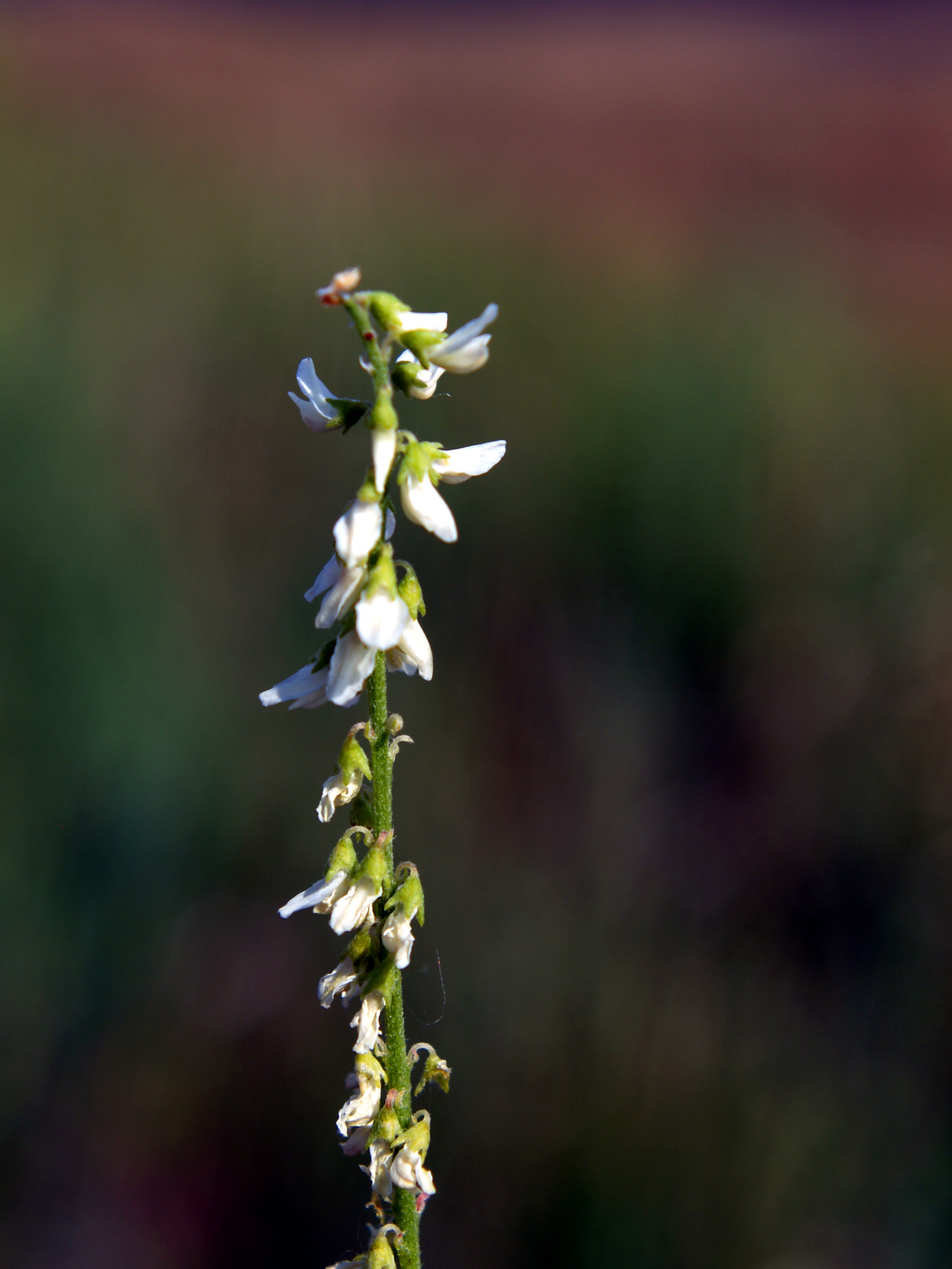 Invasive white sweet clover is spreading over Alaska’s landscapes, competing with native species for resources. Credit: National Park Service.