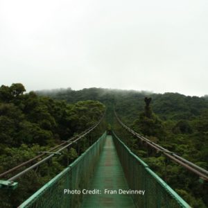 canopy over Monteverde Costa Rica