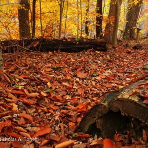 Dense pack of fallen leaves