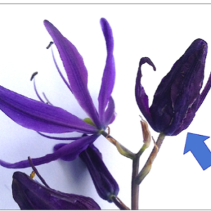 open flower on Camassia