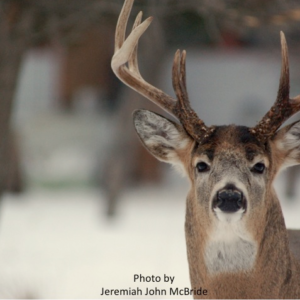 Mule deer looking at camera