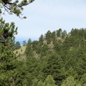 Ponderosa Pine forest