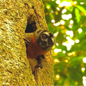 owl monkey, who was clearly displeased that we had interrupted his day-time nap